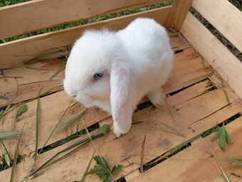 Králíčci beránci - 7