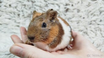 Morče, Morčata, Morčátko, Morčátka - JACOB A JAMES - 7