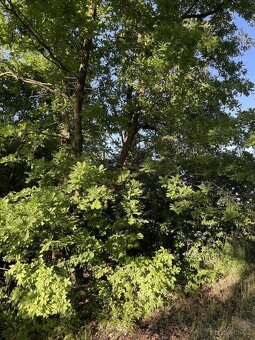 Prodám lesní pozemek v k.ú. Oplot - 7