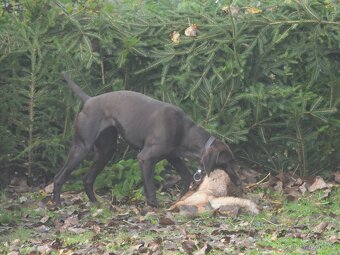 Německý krátkosrstý ohař - 7