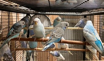 Prodám Andulky modrobílé - 7