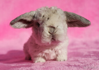 Zakrslý rex beránek , maličký siam sameček - 7
