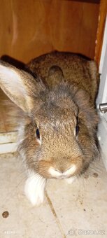 2 zakrslí králíčci s klecí - 7