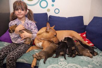 štěňátka křížence - 7