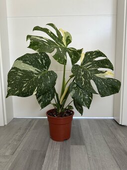 Monstera Thai - 7