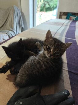 DARUJI kotě / koťata (3) do dobrých rukou. Info v popisku. - 7