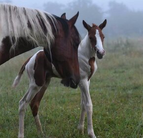 Připouštění plemenným hřebcem APH - 7-panel N/N - 7