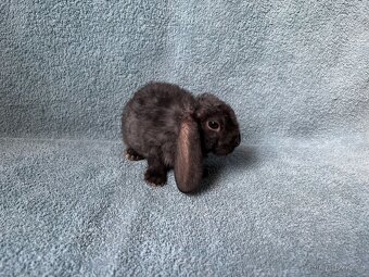 zakrslý králíček beránek rex - 7