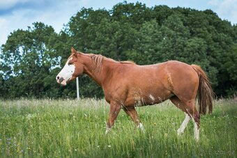 AQH/APH sorrel overo klisna - 7