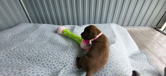 Cane Corso štěňata 🐾 - 7