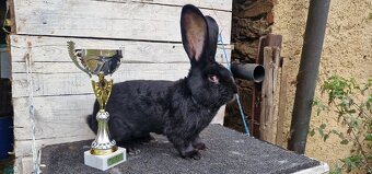 Belgický obr černý - 7