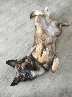 Mia hledá nový domov - 7