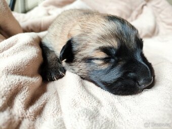 Nabízíme krásná štěňata - 7