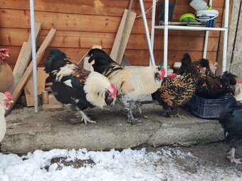 Faverolka velká lososová - kohouti - 7