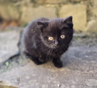 2 krásné holčičky od toulavé kočičky - 7