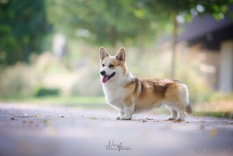 Predam welsh corgi pemproke psík s PP - 7