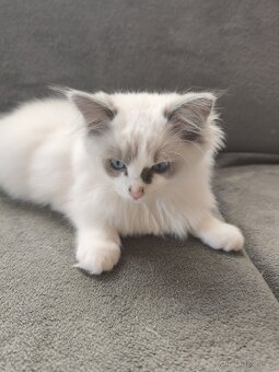 Ragdoll bez PP chlapeček - 7