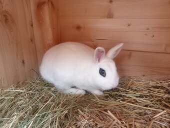 Zakrslý Hototský bílý s rodokmenem ČSCH - 3 úžasní kluci - 7