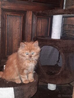 Sibiřská kočka, Něvská maškaráda - 7