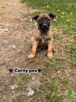Belgický ovčák Malinois s PP - 7