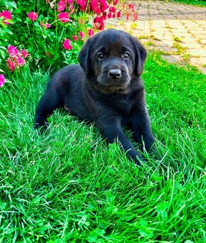 Labradorský Retriever s PP - 7