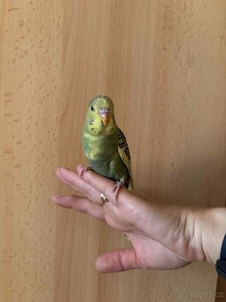 Prodám mladé andulky po vylétnutí z budky - 7