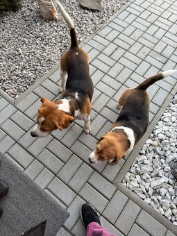Beagle (Bígl) štěně - 7
