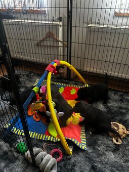 Cane corso s PP - 7