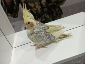 Korelky ručně dokrmené Brno - 7