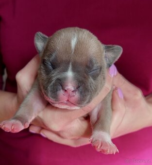 Štěňátka American bully pocket s PP - 7