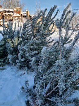 Vánoční stromek z prořezávky - 7