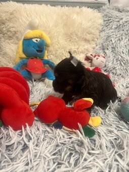 Jorkširský teriér s pp - 7