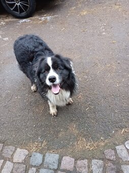 Štěňata border kolie - 7