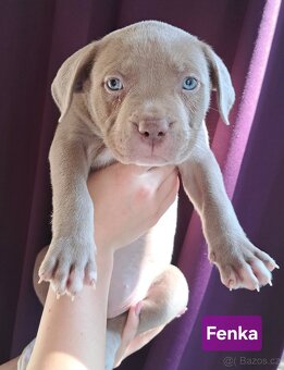 American Bully XL ŠTĚŇATA K ODBĚRU - 7