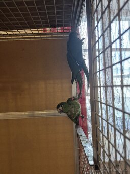 Ara Nobilis na prodej - 7