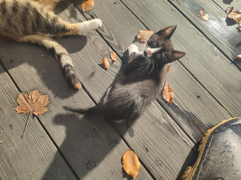 Mainská mývalí - kříženci - 7