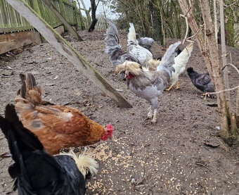 Kohouti Holanďanky, Hedvábničky - 7