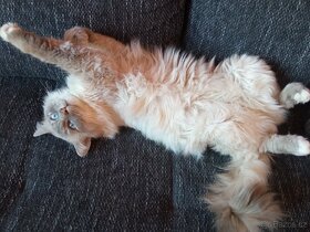 Kocourek Ragdoll ke krytí - 7