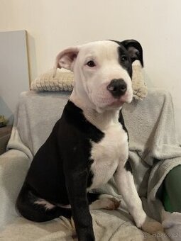 X American bully staford pitbull - 7