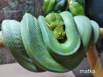 Morelia viridis Lereh - 7