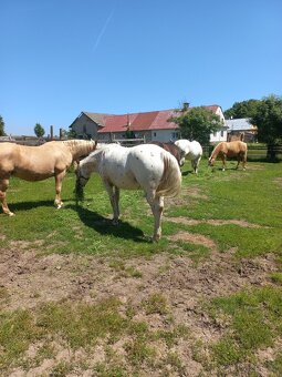 Ustájení - 7