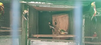 Prodám Rosela Penant straka - 7