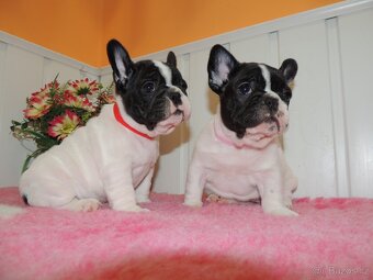 Francouzský buldoček s PP.FCI. - 7