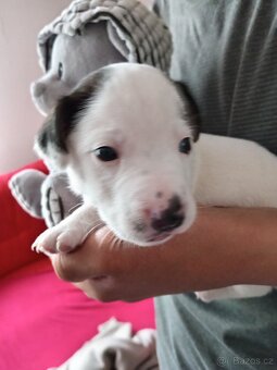 Jack russel teriér - 7