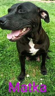 štěňata Pitbull,Americký Pitbull teriér - 7