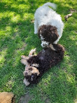 Lagotto romagnolo ( italský vodní pes) - 7