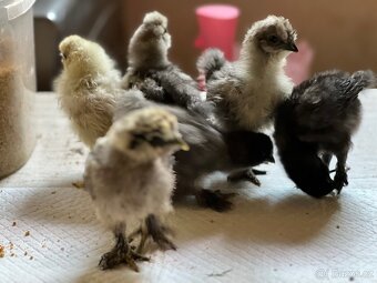 Hedvábnička velká 8-10dní 🐣🐣🐣 - 7