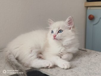 Koťata Ragdoll - 7