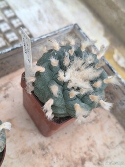 Kaktusy a sukulenty - 7