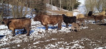 Plemenný býk Galloway - 7